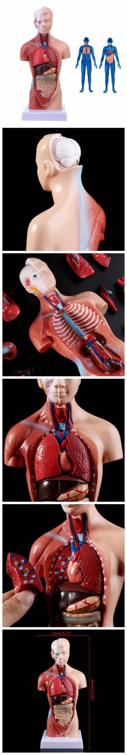 Medical props model Human Torso Body Model Anatomy Anatomical Medical Internal Organs For Teaching